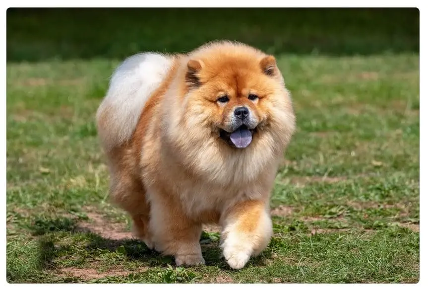 Chow Chow: immagine introduttiva