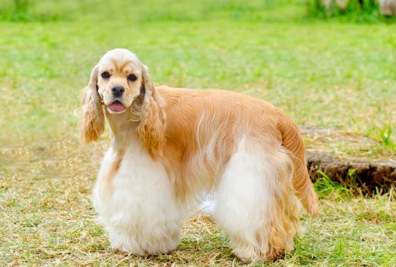 Immagine di un Cocker Spaniel Americano su un prato