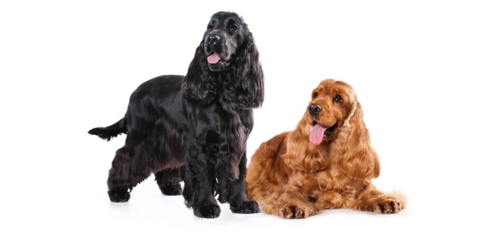 Cocker Spaniel Inglese: immagine introduttiva