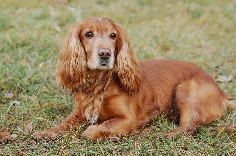 Immagine di un Cocker Spaniel Inglese su un prato