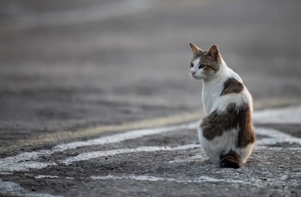 Immagine di un Gatto Aegean seduto