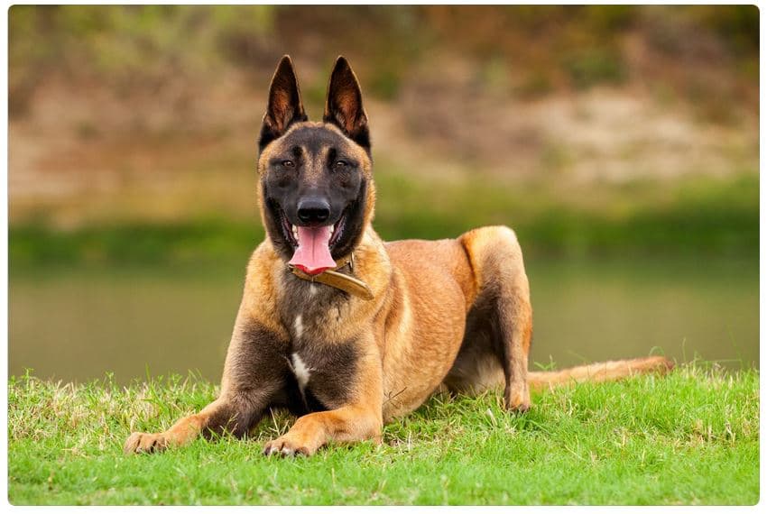 Immagine di un Pastore Belga Malinois disteso sull'erba