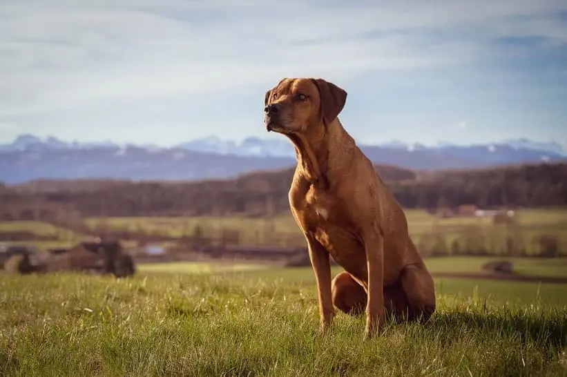 Immagine di un Rhodesian Ridgeback seduto su un prato