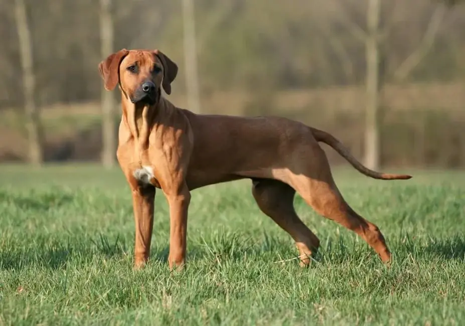 Rhodesian Ridgeback: immagine introduttiva