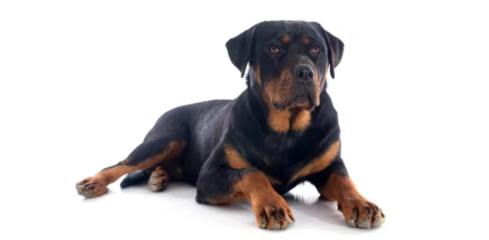 Rottweiler: immagine introduttiva