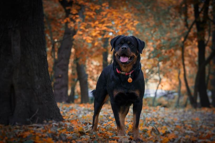 Immagine di un Rottweiler che gioca nel bosco