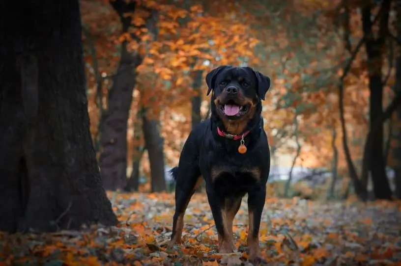Immagine di un Rottweiler che gioca nel bosco