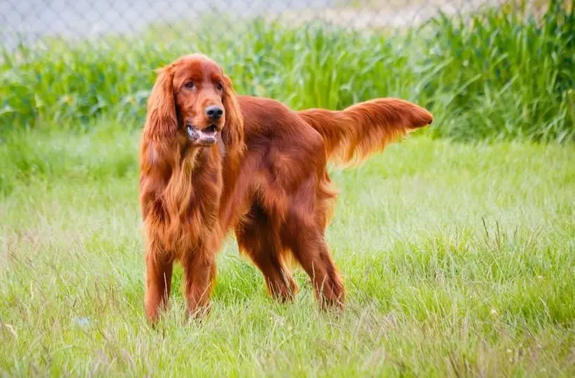 Immagine di un Setter irlandese su un prato