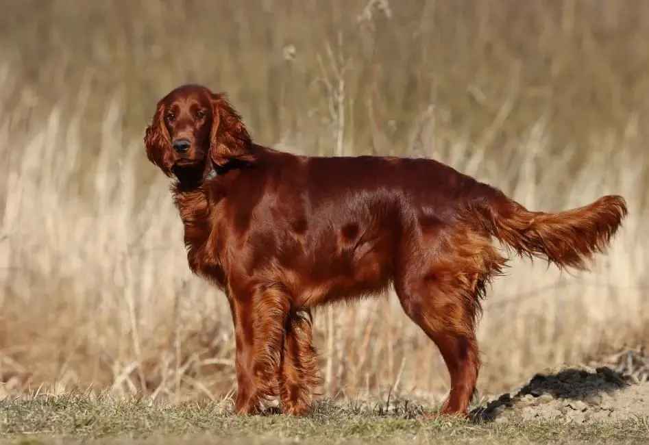 Setter irlandese: immagine introduttiva