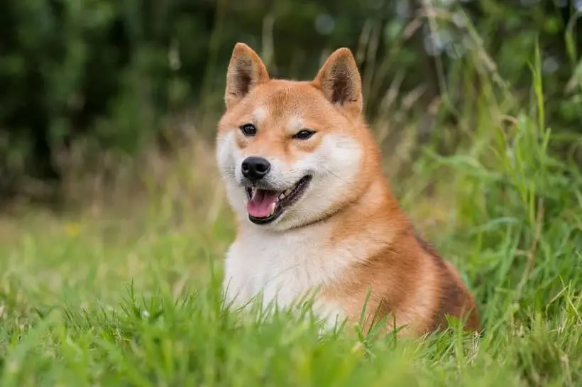 Immagine di uno Shiba Inu che gioca in un prato