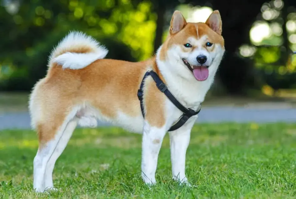 Shiba Inu: immagine introduttiva