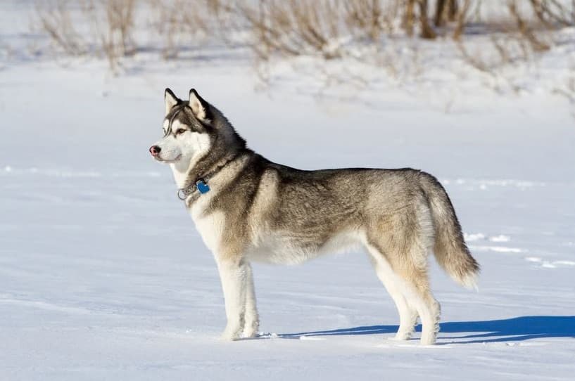 Immagine di un Siberian Husky sulla neve