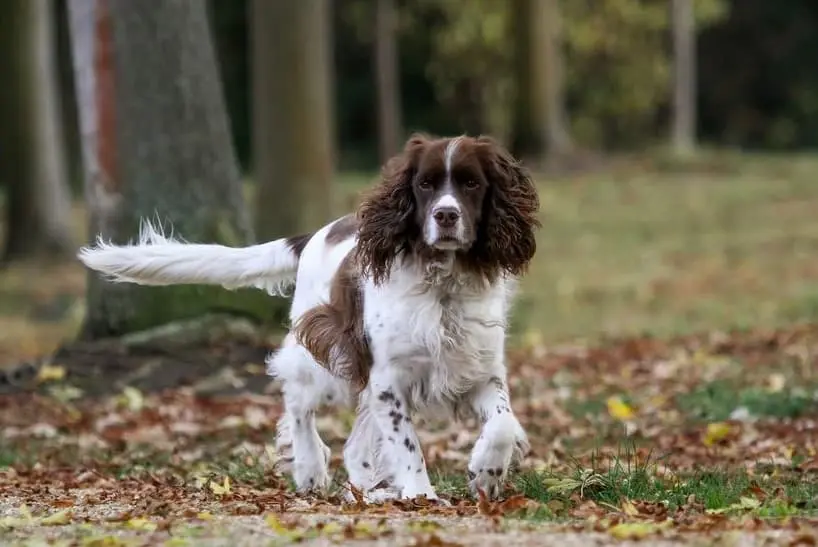 Springer Spaniel Inglese: immagine introduttiva