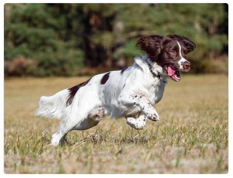Springer Spaniel Inglese che corre in un prato
