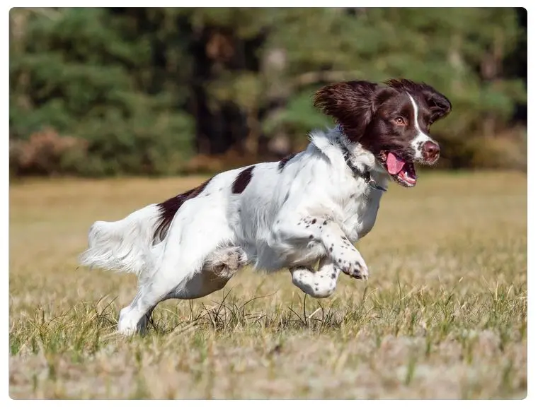 Springer Spaniel Inglese che corre in un prato