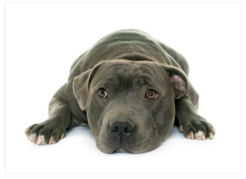 Immagine di uno Staffordshire Bull Terrier disteso a terra