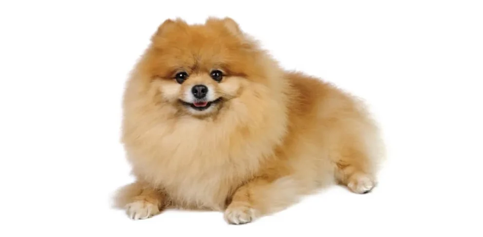 Volpino di Pomerania: immagine introduttiva