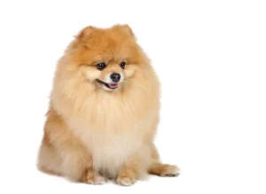 Immagine di un Volpino di Pomerania seduto