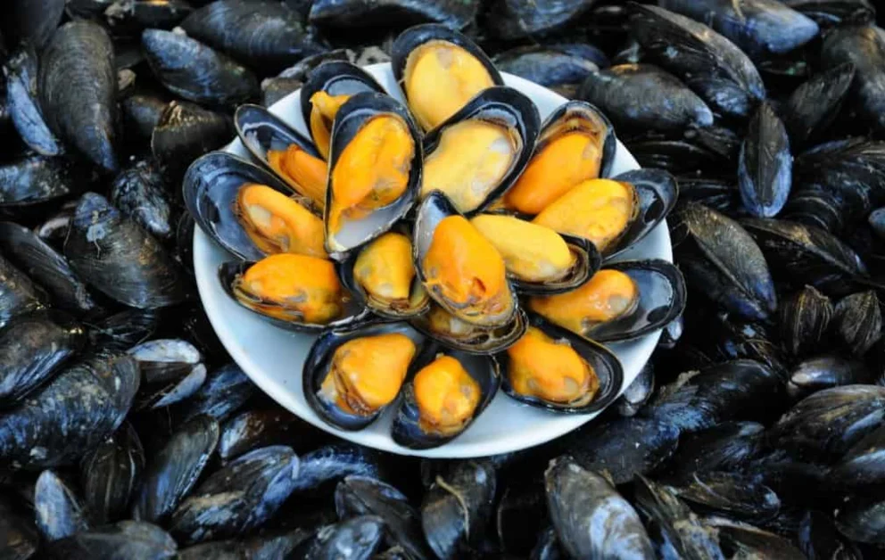 cozze fresche appena pescate, un alimento che offre molteplici benefici grazie al suo contenuto di proteine, vitamine e minerali.