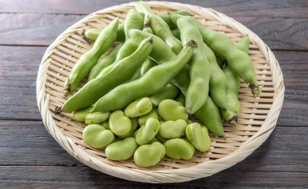 Fave fresche, ricche di benefici per il benessere e il gusto