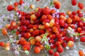 foto delle fragoline di bosco