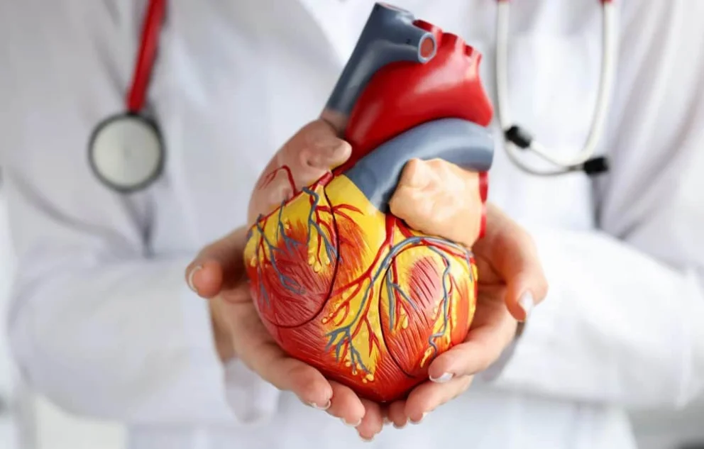 Illustrazione medica che mostra un cuore umano con fibrillazione atriale, evidenziando contrazioni irregolari degli atri e segnalazione del disturbo nel sistema elettrico cardiaco
