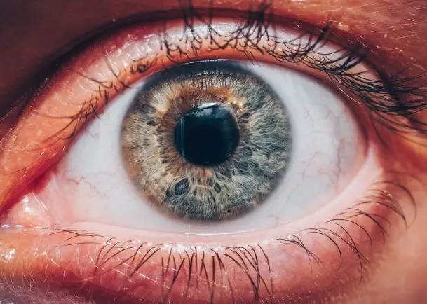 Conta endoteliale: immagine introduttiva